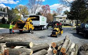 Trusted Gaston, SC Tree Care Experts